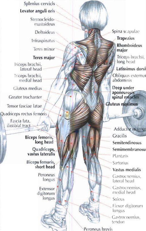 Deadlift ,Strength Training Anatomy