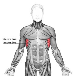 http://upload.wikimedia.org/wikipedia/commons/thumb/c/c6/Serratus_anterior.png/250px-Serratus_anterior.png